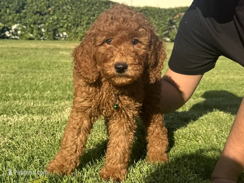 Red Mini GoldenDoodle