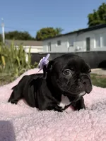 Mini, a female American Bully for sale in Hollywood, FL – 2 of 8