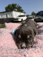 American bully, a female American Bully for sale in Hollywood, FL – 7 of 10