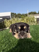Puppi, a female American Bully for sale in Hollywood, FL – 6 of 9