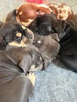 Puppi, a female American Bully for sale in Hollywood, FL – 3 of 9