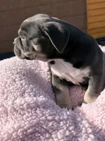American bully pocket, a female American Bully for sale in Hollywood, FL – 5 of 8
