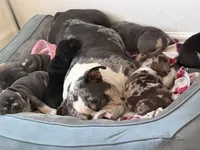 American bully pocket, a female American Bully for sale in Hollywood, FL – 7 of 8