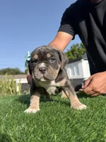 Grey, a female American Bully for sale in Hollywood, FL – 3 of 9