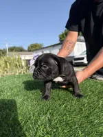 Puppi, a female American Bully for sale in Hollywood, FL – 4 of 9