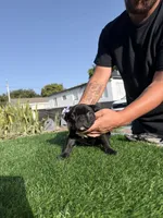 Mini, a female American Bully for sale in Hollywood, FL – 3 of 8