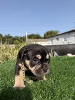 American bully, a female American Bully for sale in Hollywood, FL – 8 of 10