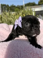 Puppy 🐶 , a female American Bully for sale in Hollywood, FL – 5 of 10