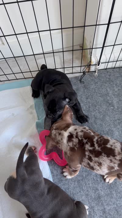 American bully pocket, a female American Bully for sale in Hollywood, FL – 8 of 8