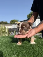 Puppy, a female American Bully for sale in Hollywood, FL – 6 of 10