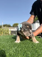 Grey, a female American Bully for sale in Hollywood, FL – 2 of 9