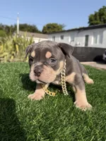 American bully, a female American Bully for sale in Hollywood, FL – 1 of 10