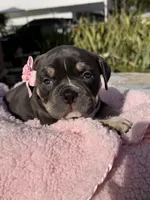 American bully, a female American Bully for sale in Hollywood, FL – 6 of 10