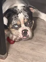 Puppy 🐶 , a female American Bully for sale in Hollywood, FL – 9 of 10