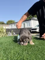 Grey, a female American Bully for sale in Hollywood, FL – 4 of 9