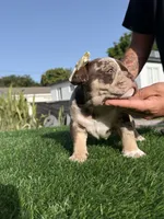 Puppy, a female American Bully for sale in Hollywood, FL – 7 of 10