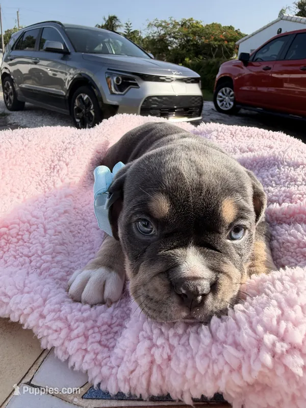 Grey – American Bully puppy for sale in Hollywood, FL
