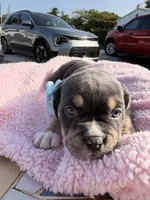 Grey, a female American Bully for sale in Hollywood, FL – 1 of 9