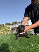 Mini, a female American Bully for sale in Hollywood, FL – 4 of 8