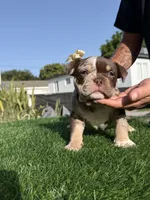 Puppy, a female American Bully for sale in Hollywood, FL – 8 of 10