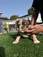 Puppy, a female American Bully for sale in Hollywood, FL – 10 of 10