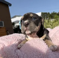 American bully, a female American Bully for sale in Hollywood, FL – 2 of 10