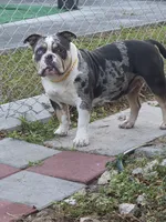 Puppy 🐶 , a female American Bully for sale in Hollywood, FL – 7 of 10