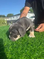 Grey, a female American Bully for sale in Hollywood, FL – 3 of 8