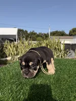 Oreo, a male American Bully for sale in Hollywood, FL – 5 of 7