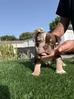 Puppy, a female American Bully for sale in Hollywood, FL – 5 of 10