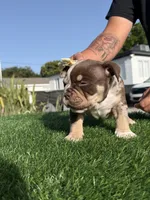 Puppy, a female American Bully for sale in Hollywood, FL – 3 of 10