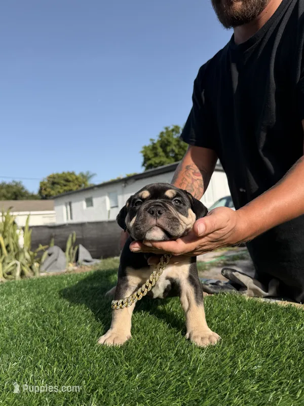 Oreo – American Bully puppy for sale in Hollywood, FL