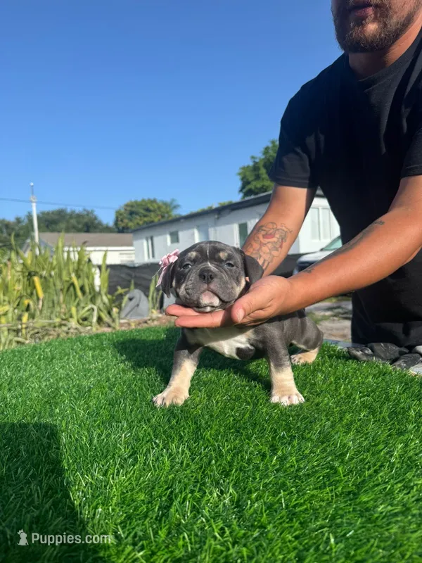 Grey – American Bully puppy for sale in Hollywood, FL