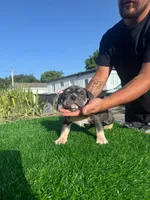 Grey, a female American Bully for sale in Hollywood, FL – 1 of 8