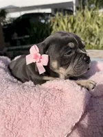 Grey, a female American Bully for sale in Hollywood, FL – 8 of 8