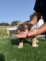 Puppy, a female American Bully for sale in Hollywood, FL – 4 of 10