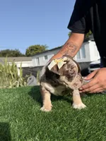 Puppy, a female American Bully for sale in Hollywood, FL – 9 of 10
