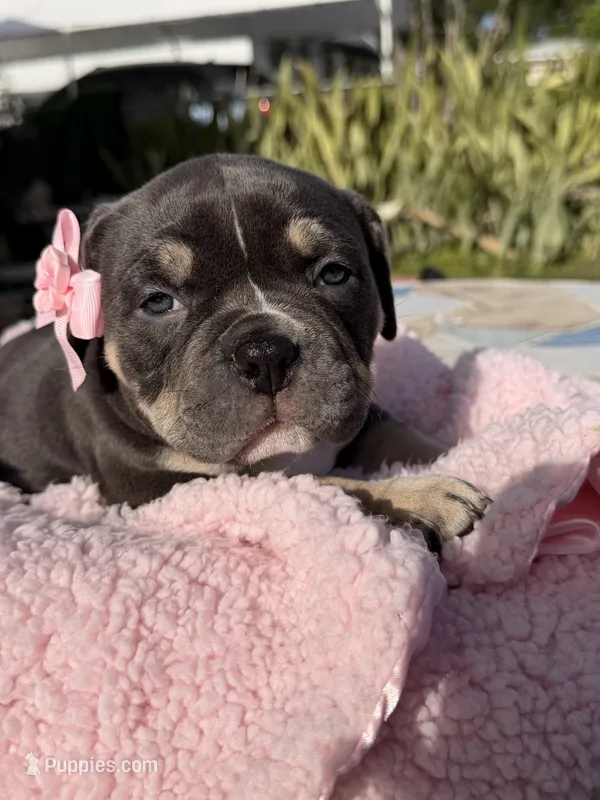 American bully pocket – American Bully puppy for sale in Hollywood, FL