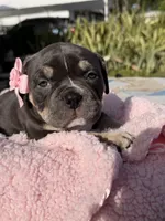 American bully pocket, a female American Bully for sale in Hollywood, FL – 1 of 8