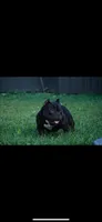 Puppy 🐶 , a female American Bully for sale in Hollywood, FL – 8 of 10