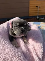 Puppi, a female American Bully for sale in Hollywood, FL – 8 of 9