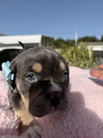 Grey, a female American Bully for sale in Hollywood, FL – 7 of 9