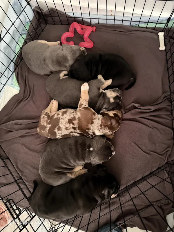 American bully – American Bully puppy for sale in Hollywood, FL