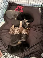 American bully, a female American Bully for sale in Hollywood, FL – 4 of 10