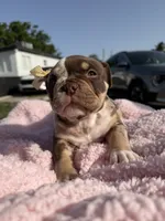 Puppy 🐶 , a female American Bully for sale in Hollywood, FL – 4 of 10