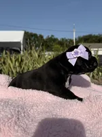 Mini, a female American Bully for sale in Hollywood, FL – 5 of 8