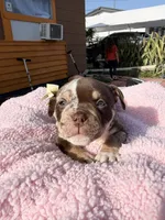 American bully, a female American Bully for sale in Hollywood, FL – 3 of 10