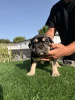 Oreo, a male American Bully for sale in Hollywood, FL – 3 of 7