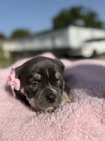 Grey, a female American Bully for sale in Hollywood, FL – 6 of 8