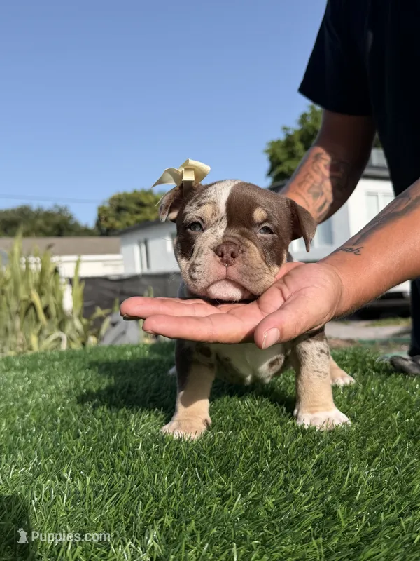 Puppi – American Bully puppy for sale in Hollywood, FL